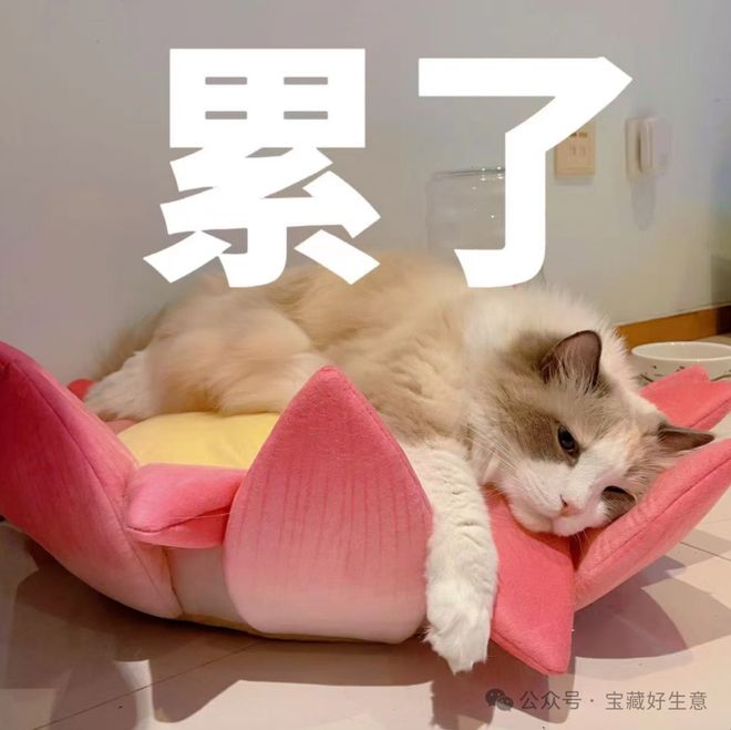 消费品从业者的五年创业思考开元ky棋牌深度 一个新(图2)
